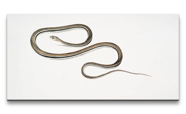 Remaster 120x60cm Kleine Schlange Illustration Zoologie Indien Minimal Dekorativ