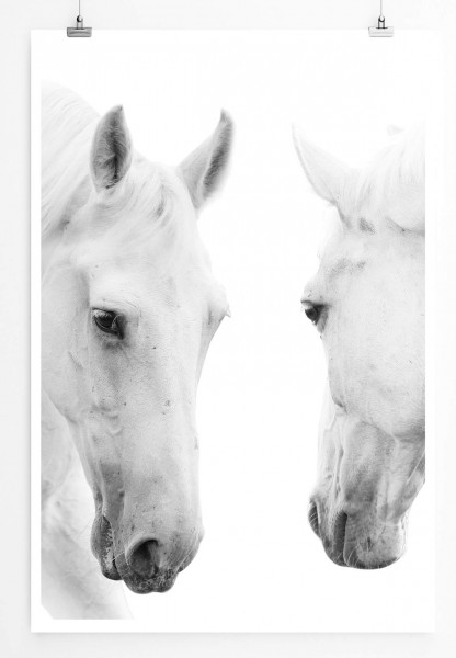 60x90cm Tierfotografie Poster Weiße Pferde auf weißem Grund 