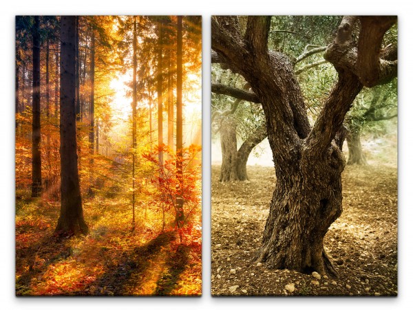 2 Bilder je 60x90cm Wald großer Baum Herbst Beruhigend warmes Licht Heilsam Entspannend