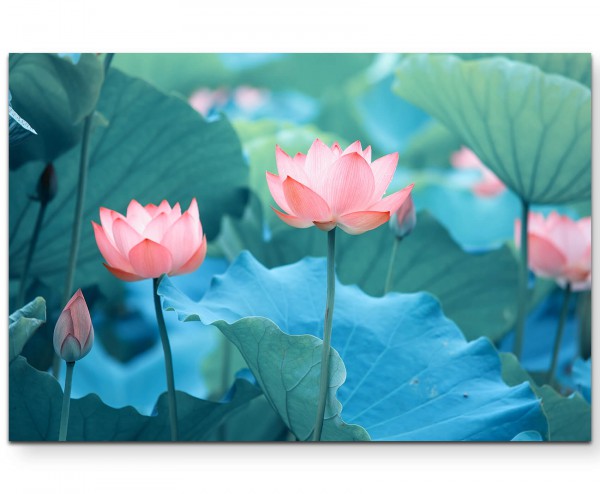 Blühender Lotus - Leinwandbild