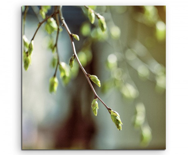 Naturfotografie – Zweig im Frühlingslicht auf Leinwand