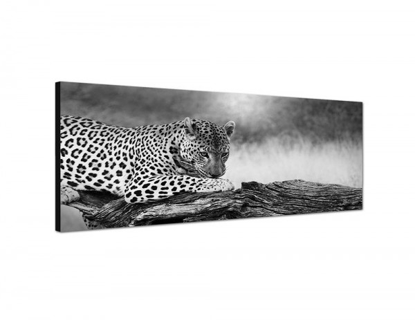 150x50cm Leopard Baumstamm Afrika Wildnis
