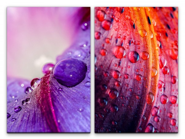 2 Bilder je 60x90cm Blüten Blumen Regentropfen Wassertropfen Farbenfroh Dekorativ Makrofotografie