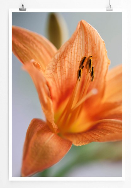 60x90cm Poster Naturfotografie  Orange Orchideen
