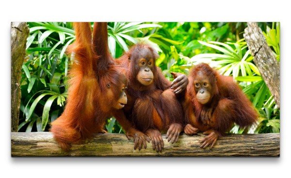Leinwandbild 120x60cm Drei kleine Orang-Utans Dschungel Süß Affenbabys