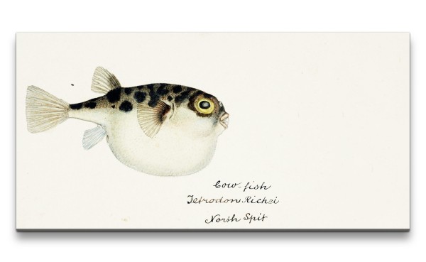Remaster 120x60cm Kleiner Kugelfisch Fisch Vintage Illustration Kunstvoll Dekorativ