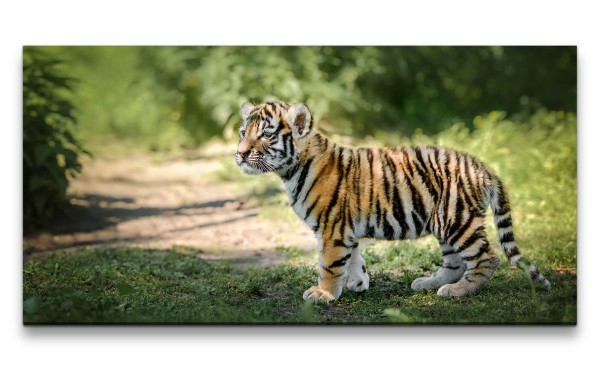 Leinwandbild 120x60cm Kleiner süßer Tiger Tigerbaby Lieblich Herzlich Kätzchen