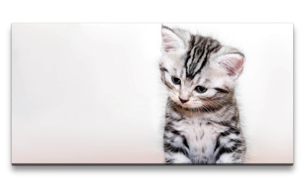Leinwandbild 120x60cm Kleines Kätzchen Süß Wollig Flauschig Herzlich Lieblich