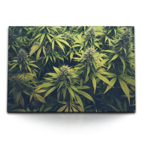 120x80cm Wandbild auf Leinwand Cannabis Cannabispflanze Grün Naturbild Pflanzenbild