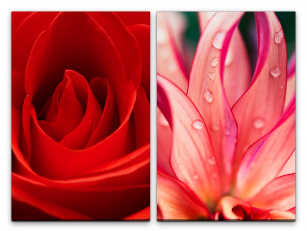 2 Bilder je 60x90cm Rose rote Blüte Regentropfen Liebe Romantisch Dekorativ Makrofotografie