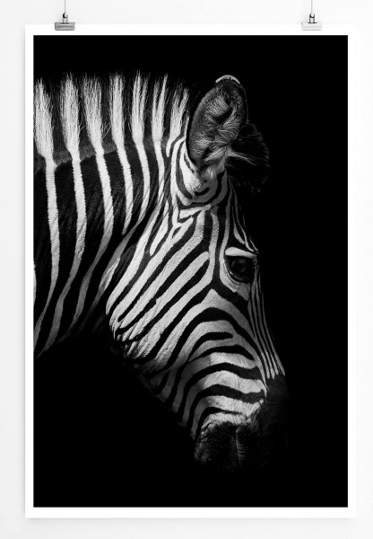 Tierfotografie 60x90cm Poster Zebra im Seitenprofil