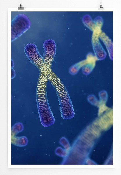 Wissenschaftliche Abbildung  Bunte Chromosomen 60x90cm Poster