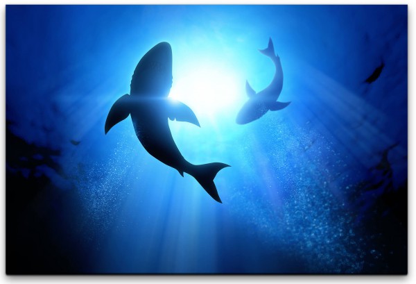 Weißer Hai Wandbild in verschiedenen Größen