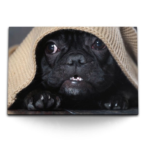 120x80cm Wandbild auf Leinwand Kleiner Hund Welpe Französische Bulldogge Süß