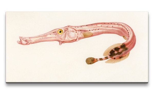 Remaster 120x60cm Alte Illustration Zoologie Pfeifenfisch Fisch Vintage Forschung Dekorativ