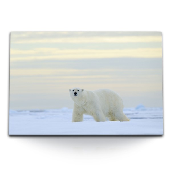 120x80cm Wandbild auf Leinwand Eisbär Nordpol Bär Schnee Sonnenuntergang Natur