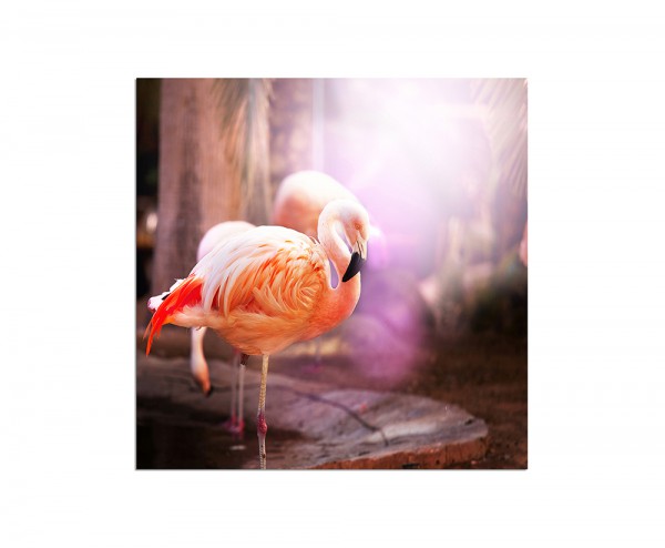 120x80cm Flamingo Vogel pink