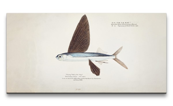 Remaster 120x60cm Illustration von einen Fliegerfisch Flugfisch Vintage Kunstvoll Evolution