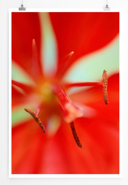 60x90cm Poster Naturfotografie  Rote Blüte
