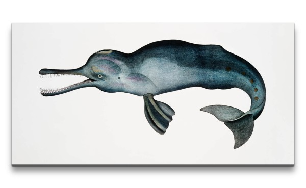Remaster 120x60cm Alte Illustration Zoologie Gangesdelfin Delfin Indien Vintage