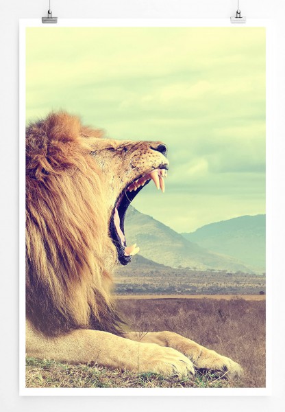 Wilder afrikanischer Löwe Kenia 60x90cm Poster