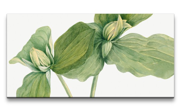 Remaster 120x60cm Botanische Vintage Illustration grüne Pflanze Kunstvoll Dekorativ