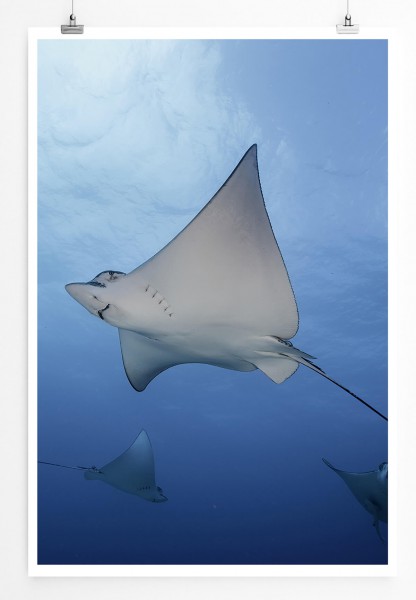 Tierfotografie  Rochen im Meer Cancun Mexico 60x90cm Poster