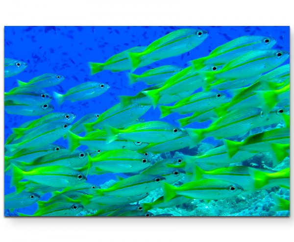 Gelbe Fische  Unterwasserfotografie - Leinwandbild