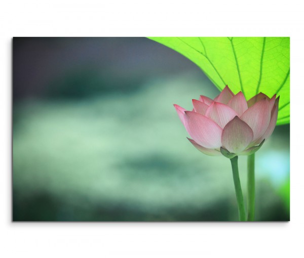 120x80cm Wandbild Lotus Blüte Blatt