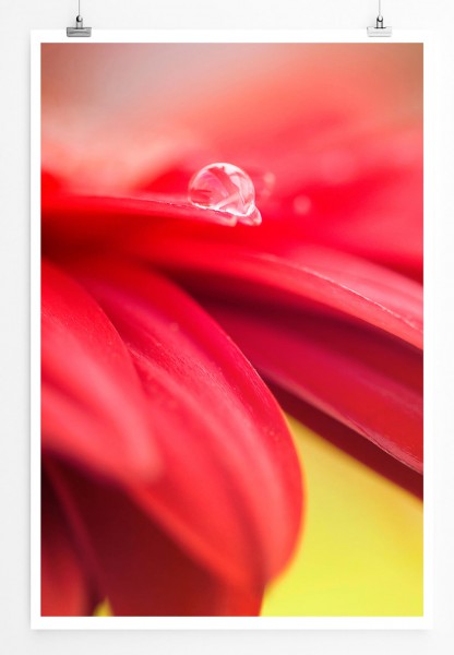 60x90cm Poster Naturfotografie  Rote Blütenblätter