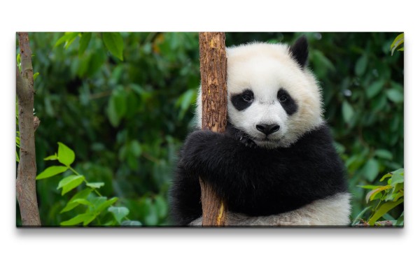 Leinwandbild 120x60cm Kleiner Panda Baum Süß Flauschig Lustig
