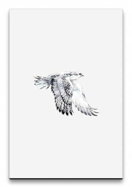 Falke Fliegen Freiheit Weiß Aquarell Schlicht Schön