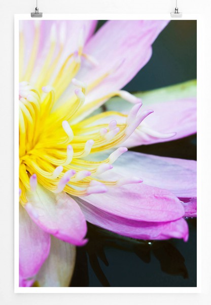 60x90cm Naturfotografie Poster Pinke Lotusblume