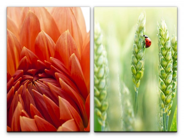 2 Bilder je 60x90cm Dahlie rote Blume Weizen Marienkäfer Glückskäfer Sommer Entspannend
