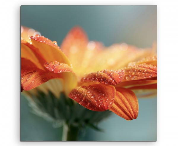 Naturfotografie – Orange Blüte mit Tautropfen auf Leinwand