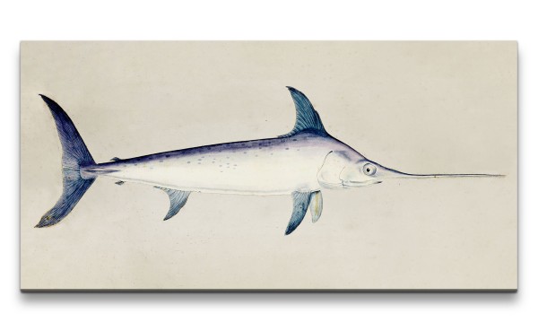 Remaster 120x60cm Alte Illustration Schwertfisch Fisch Dekorativ Kunstvoll Vintage