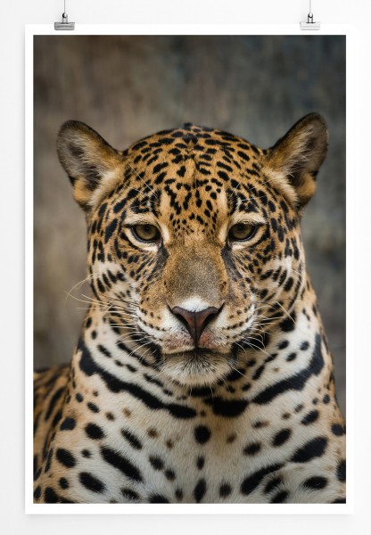90x60cm Poster Tierfotografie Jaguar von vorne
