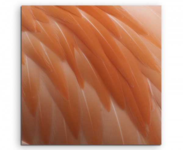 Naturfotografie – Pinke Flamingo Federn auf Leinwand