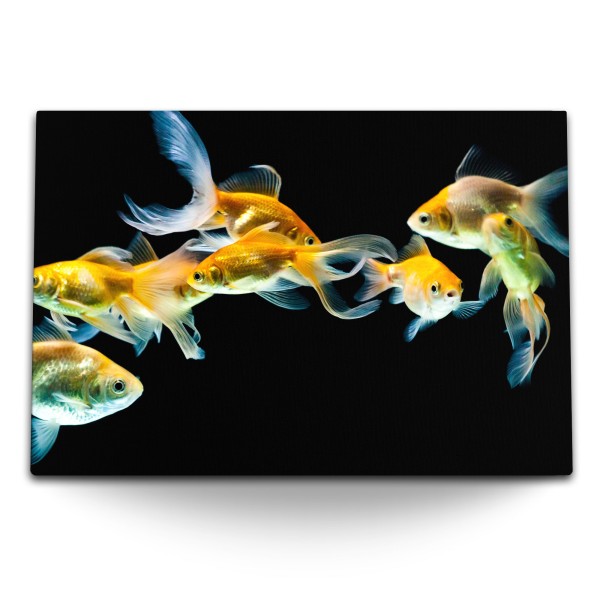 120x80cm Wandbild auf Leinwand Goldfische Aquarienfische schwarzer Hintergrund
