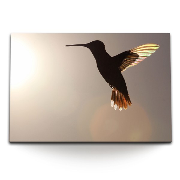 120x80cm Wandbild auf Leinwand Kolibri Sonnenschein kleiner Vogel Tierfotografie