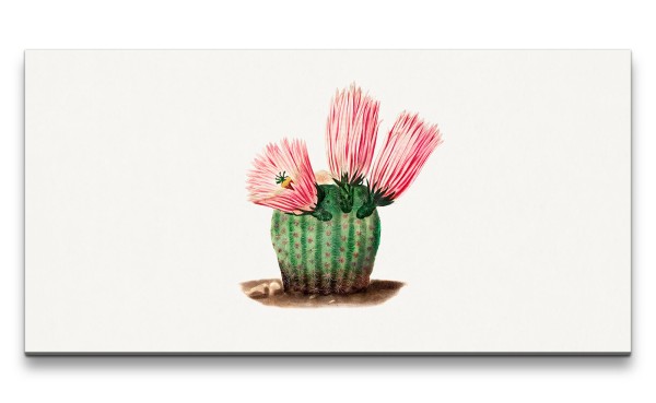 Remaster 120x60cm Schöne Illustration Kaktus mit Blüte Botanisch Minimal Kunstvoll