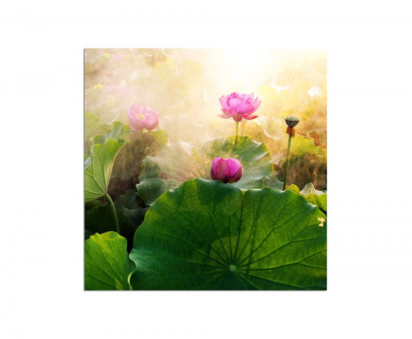 80x80cm Lotusblüte Blume Sonnenuntergang