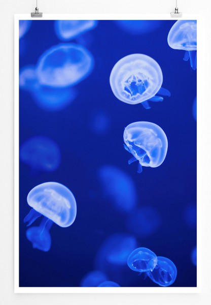 Tierfotografie 60x90cm Poster Kleine weiß leuchtende Quallen im Wasser