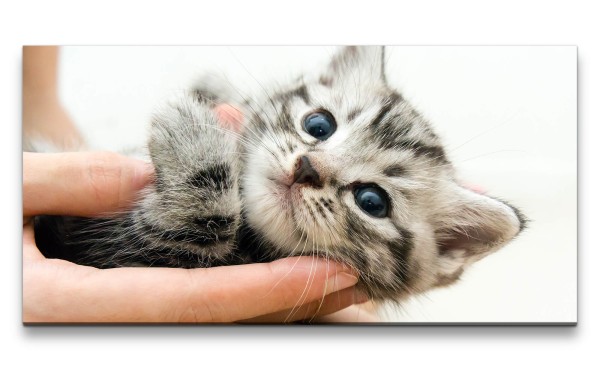 Leinwandbild 120x60cm Süßes Kätzchen Babykatze Niedlich Knuddelig Katze