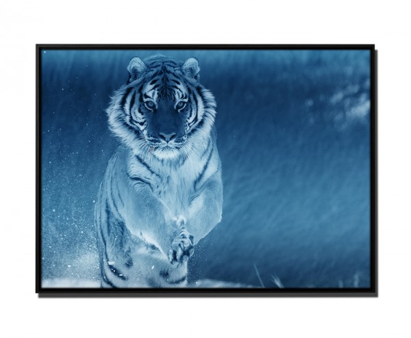 105x75cm Leinwandbild Petrol Sibirischer Tiger im Schnee