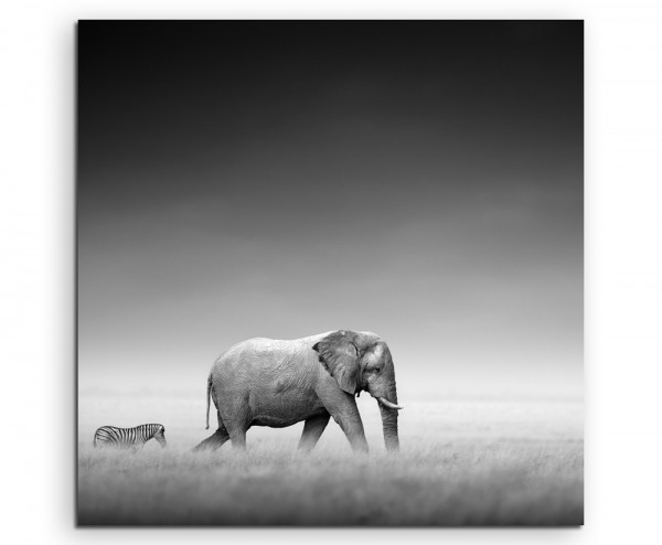 Tierfotografie – Elefant und Zebra auf Leinwand