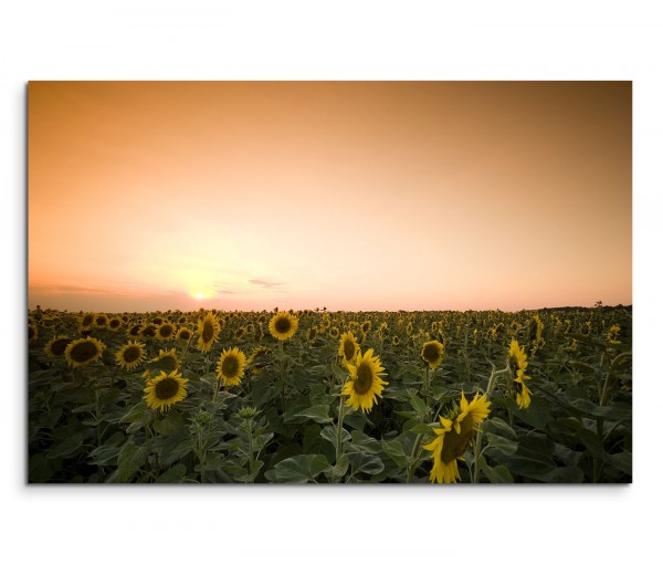 120x80cm Wandbild Sonnenblumen Feld Sommer