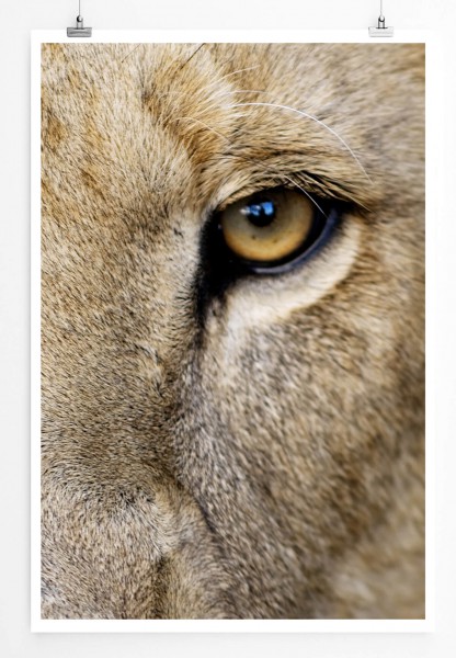 Tierfotografie 60x90cm Poster Augen eines Löwen