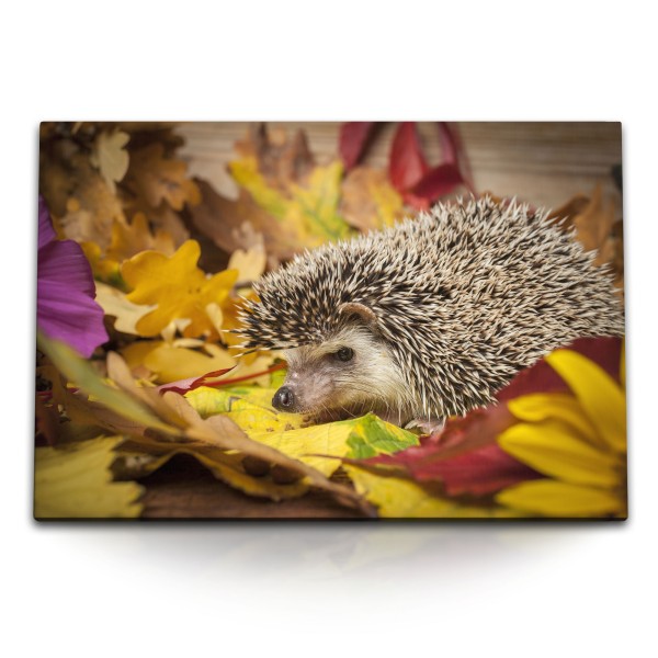 120x80cm Wandbild auf Leinwand Igel Herbstblätter Tierfotografie Herbst Natur