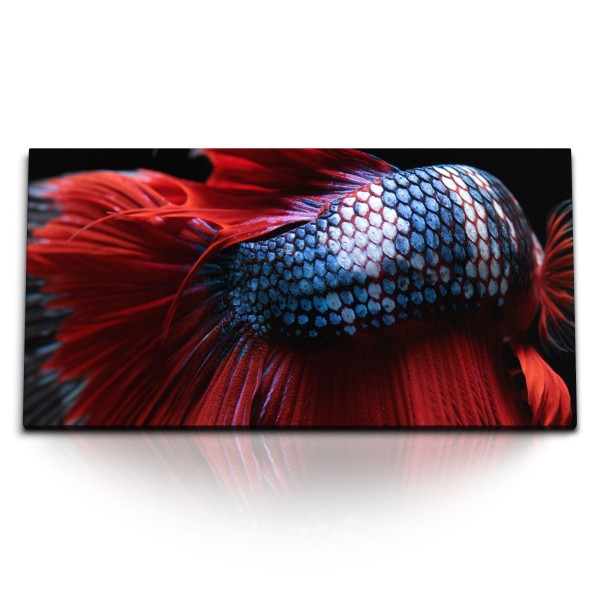 Kunstdruck Bilder 120x60cm Makrofotografie Kampffisch Aquarienfisch Blau Rot